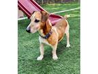 Adopt D-Sullivan a Basset Hound / Jack Russell Terrier / Mixed dog in