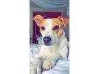 Adopt Poppy a Red/Golden/Orange/Chestnut Jack Russell Terrier / Terrier (Unknown