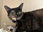 Adopt Nessy a All Black Domestic Shorthair / Domestic Shorthair / Mixed cat in