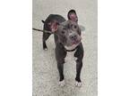 Adopt Cookie a Gray/Blue/Silver/Salt & Pepper American Pit Bull Terrier / Mixed