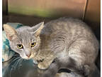 Adopt Bryant a Gray or Blue Domestic Shorthair / Domestic Shorthair / Mixed cat