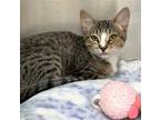 Adopt Kitten Fennel a Brown Tabby Domestic Shorthair / Mixed (short coat) cat in
