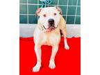 Adopt Sheena a Tan/Yellow/Fawn - with White Pit Bull Terrier / Mixed dog in