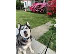 Adopt Fargo a White - with Black Husky / Mixed dog in Baltimore, MD (39103588)