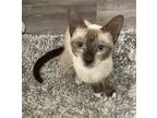 Adopt Clover a Tan or Fawn (Mostly) Siamese / Mixed (short coat) cat in Oxford