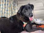 Adopt Coco a Black Labrador Retriever / Mixed dog in New Freedom, PA (39103562)