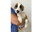 Adopt Scout a Tan/Yellow/Fawn Hound (Unknown Type) / Mixed dog in Paducah
