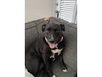 Adopt Emory a Black - with White Labrador Retriever / Boxer / Mixed dog in