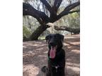 Adopt Sophie a Black - with White Labrador Retriever / Shepherd (Unknown Type) /