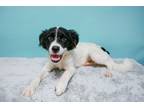 Adopt Truman a White - with Black Australian Shepherd / Mixed dog in Loogootee