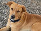 Adopt Dizzy a Golden Retriever / Shar Pei / Mixed dog in McIntosh, NM (39081672)