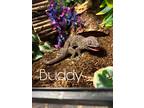 Adopt Buddy a Gecko reptile, a