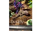 Adopt Buddy a Gecko reptile, amphibian, and/or fish in Loudon, NH (39103441)