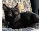 Adopt Risotto a Domestic Longhair / Mixed (long coat) cat in Newaygo