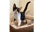 Adopt Marielle a Domestic Shorthair / Mixed (short coat) cat in Wauchula
