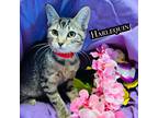 Adopt Harlequin a Brown or Chocolate Domestic Longhair / Domestic Shorthair /