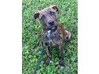 Adopt Adley a Brindle American Pit Bull Terrier / Mixed dog in Dayton