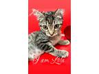 Adopt Lola a Brown Tabby Domestic Shorthair (short coat) cat in NPB