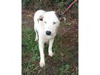 Adopt Thelma a White Retriever (Unknown Type) / Mixed dog in Moultrie