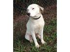 Adopt Louise a White Retriever (Unknown Type) / Mixed dog in Moultrie