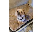 Adopt Docker a Tan/Yellow/Fawn Mixed Breed (Small) / Mixed dog in New Freedom