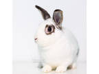 Adopt Humphrey a White Dwarf / American / Mixed rabbit in Reisterstown