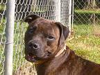 Adopt Cassie a Brindle Terrier (Unknown Type, Small) / Mixed dog in Osgood