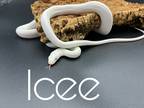Adopt Icee a Snake reptile, am