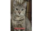 Adopt Meowtini a Domestic Shorthair / Mixed cat in Pueblo, CO (39101008)