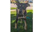 Adopt She-ra a Black - with Tan, Yellow or Fawn Rottweiler dog in Sedalia