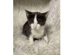 Adopt Forrest (@ Petsmart) a Gray or Blue Domestic Shorthair / Domestic