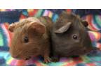 Adopt Jerome a Guinea Pig small animal in Imperial Beach, CA (39100741)