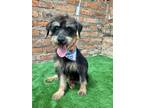 Adopt Frodo a Black - with Brown, Red, Golden, Orange or Chestnut Schnauzer