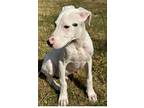 Adopt Porkchop a White - with Black Pit Bull Terrier / Mixed Breed (Medium) dog