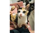 Adopt Oregano a Domestic Shorthair / Mixed (short coat) cat in Corpus Christi