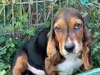 Adopt Puppy Lot #3 a Basset Hound / Mixed dog in Salt Lake City, UT (39103016)