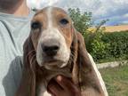 Adopt Puppy Lot #4B a Basset Hound / Mixed dog in Salt Lake City, UT (39103014)
