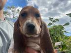 Adopt Puppy Lot #4C a Basset Hound / Mixed dog in Salt Lake City, UT (39103013)