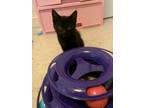 Adopt Collei a Black (Mostly) Domestic Shorthair / Mixed (short coat) cat in