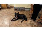 Adopt Bella a Black Border Collie / Mutt / Mixed dog in Langhorne, PA (39102924)