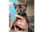 Adopt Matilda a Domestic Shorthair / Mixed (short coat) cat in Greeneville