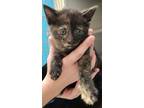 Adopt Melody a Domestic Shorthair / Mixed (short coat) cat in Greeneville