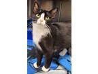 Adopt Magdalena a Domestic Shorthair / Mixed (short coat) cat in Greeneville