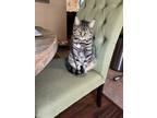 Adopt BB King a Gray, Blue or Silver Tabby Domestic Shorthair / Mixed (medium