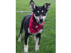 Adopt McSquizzy a Husky / Shepherd (Unknown Type) / Mixed dog in Fort Lupton