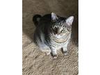 Adopt Boo a Gray or Blue Tabby / Mixed (short coat) cat in Ashland