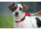 Adopt Skye a Tricolor (Tan/Brown & Black & White) Jack Russell Terrier / Pointer