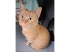 Adopt Scarlett a Domestic Shorthair / Mixed (short coat) cat in Viroqua