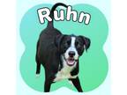 Adopt Ruhn a Black Mixed Breed (Medium) / Mixed dog in Ashtabula, OH (39095928)