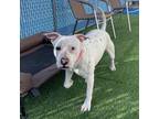 Adopt PERDY a White - with Tan, Yellow or Fawn American Staffordshire Terrier /